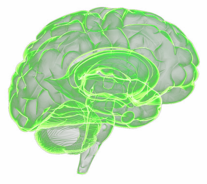 brain