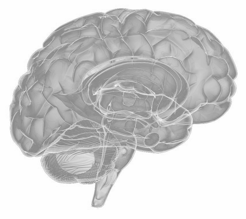 brain